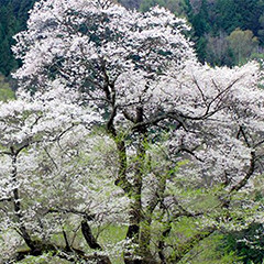 駒つなぎの桜