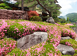 宿の外周辺の花々